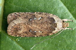 Image of Agonopterix heracliana Linnaeus 1758