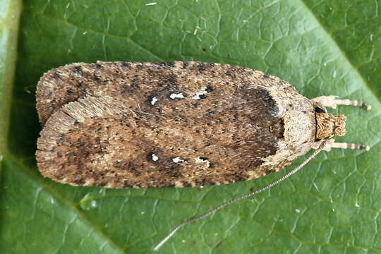 Image of Agonopterix heracliana Linnaeus 1758