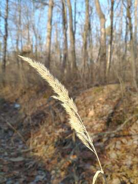 Image of Greeneochloa coarctata