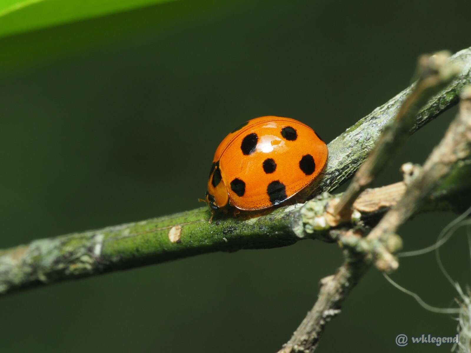 Image of Ladybird beetle