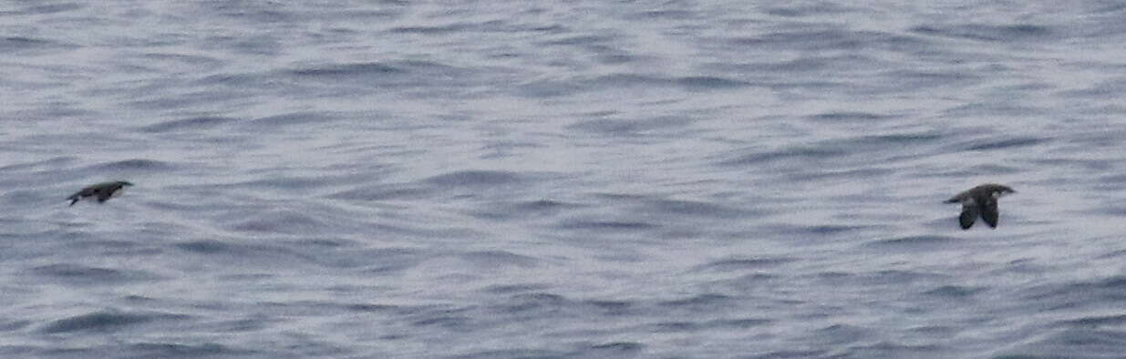 Image of Craveri's Murrelet