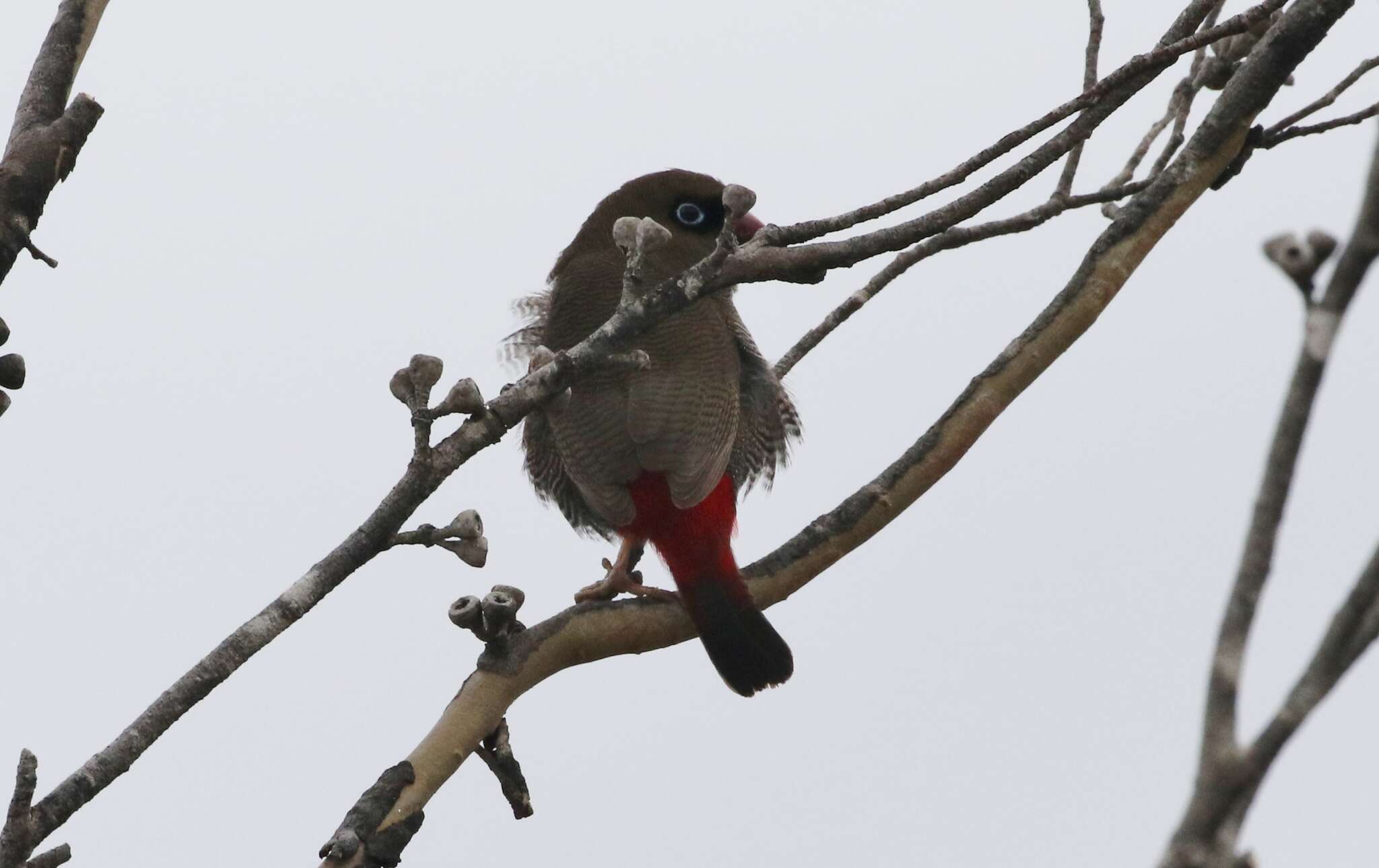 Image of Beautiful Firetail