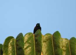 Image of Green-throated Sunbird