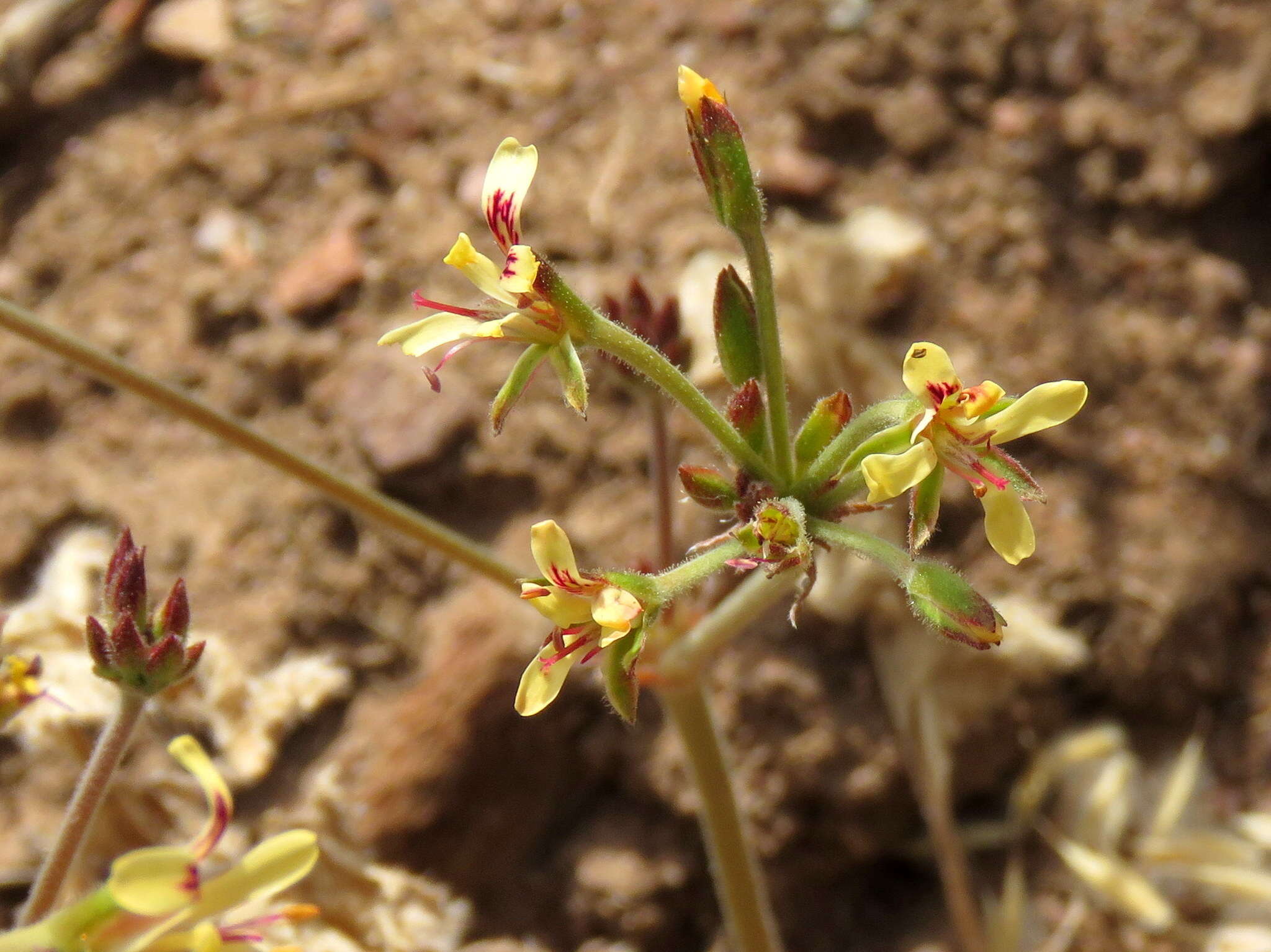 Image of Pelargonium aciculatum E. M. Marais