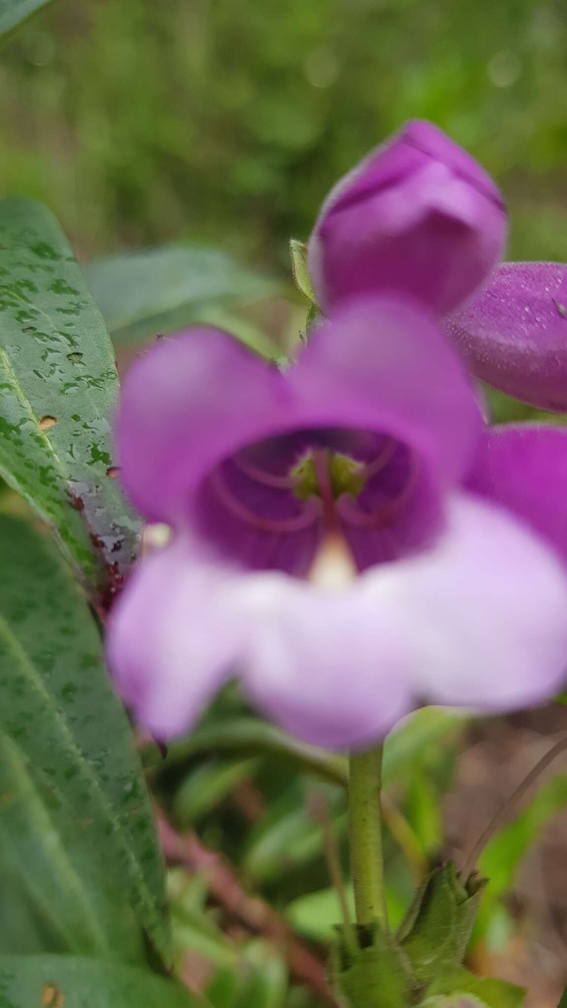 Penstemon gentianoides (Kunth) Poir.的圖片