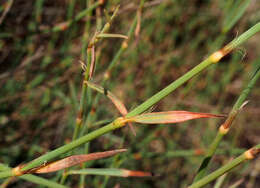 Polygonum palaestinum Zoh. resmi