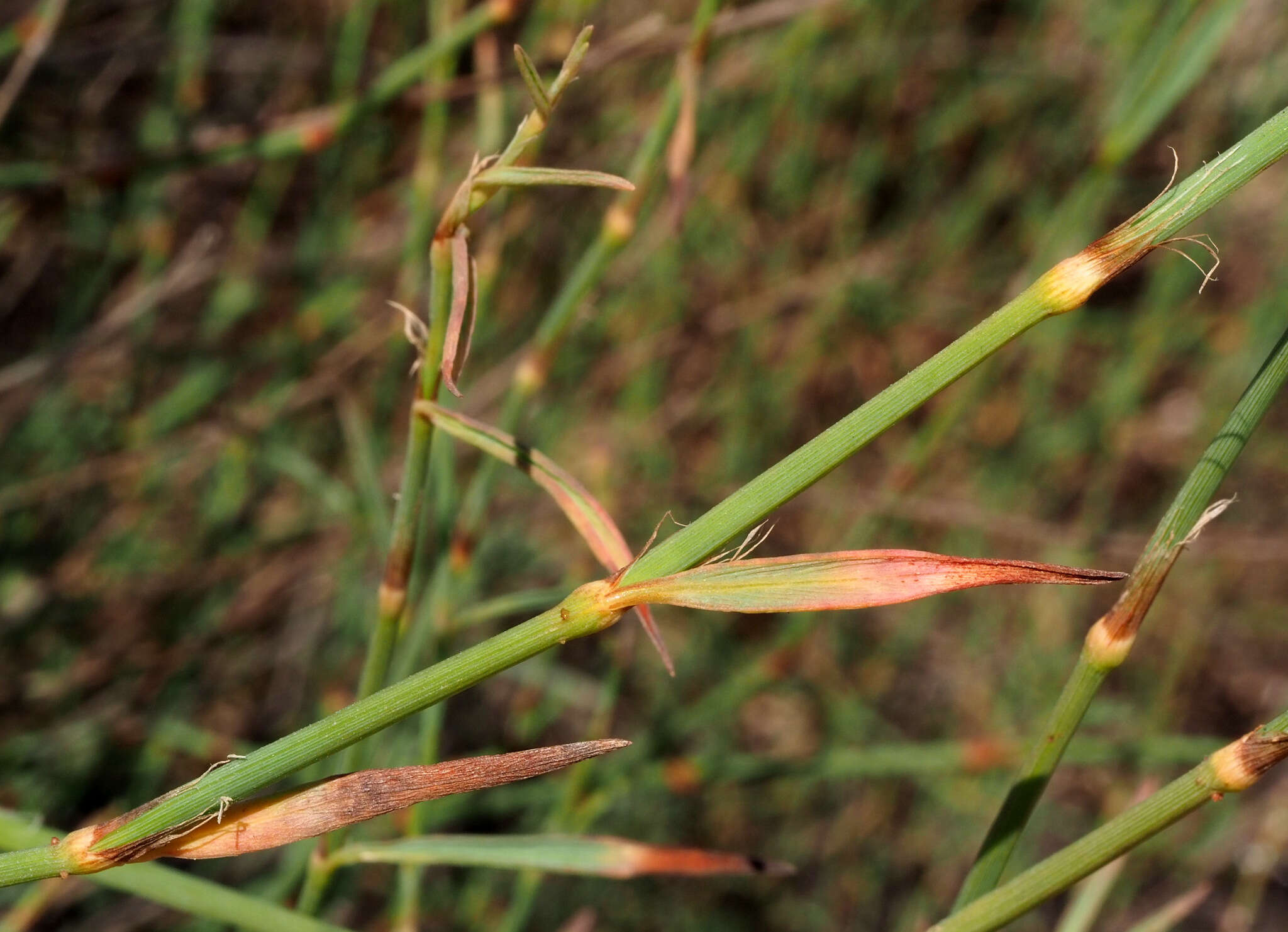 Image of Polygonum palaestinum Zoh.