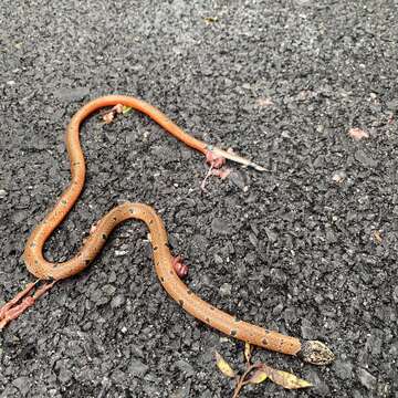 Image of Calliophis maculiceps maculiceps (Günther 1858)