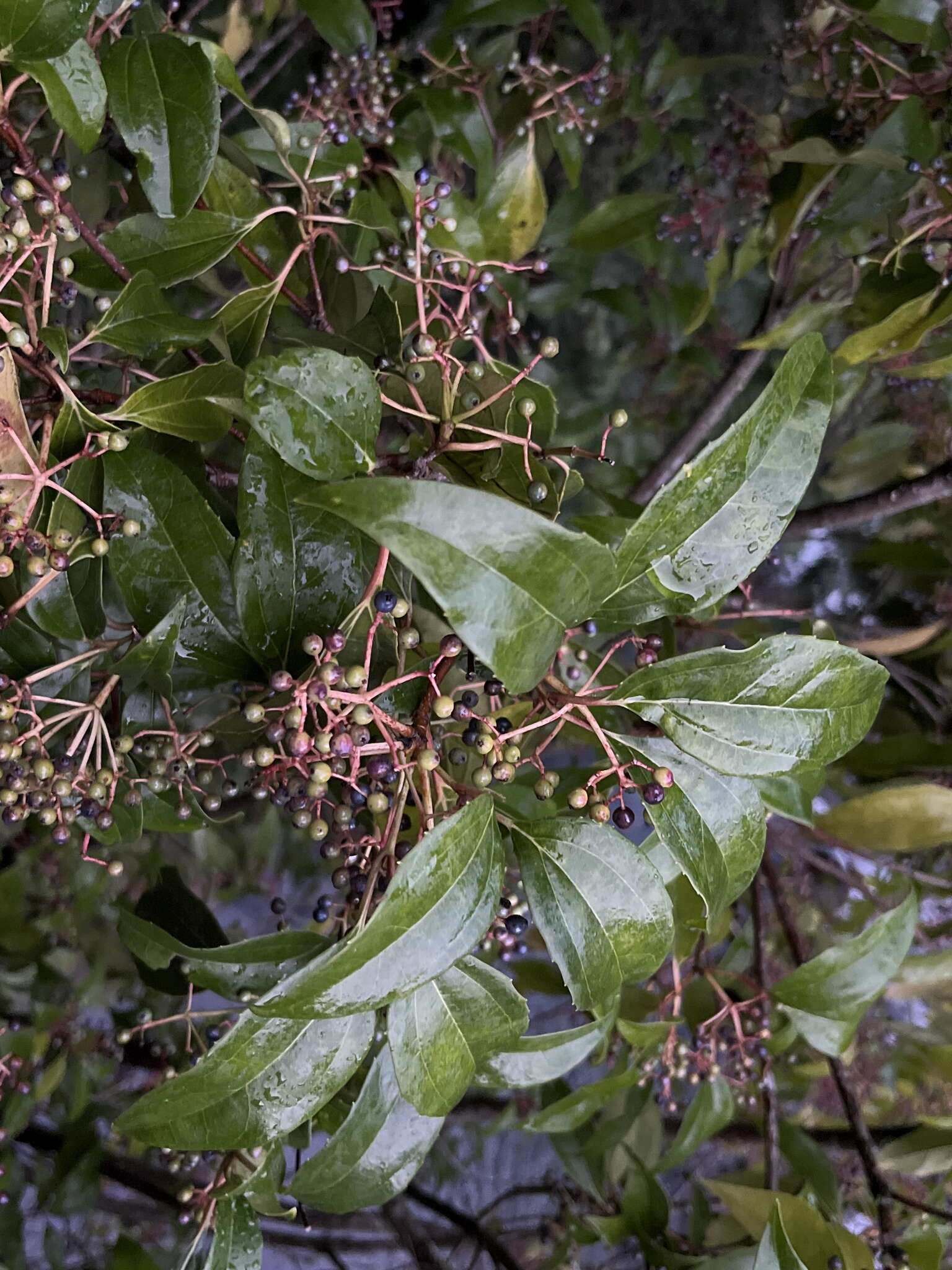 Image of Viburnum propinquum Hemsl.