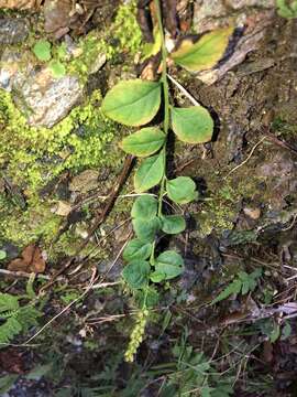 Image of Veronicastrum loshanense Tien T. Chen & F. S. Chou