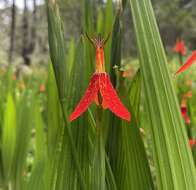 Image of Tigridia orthantha (Lem.) Ravenna