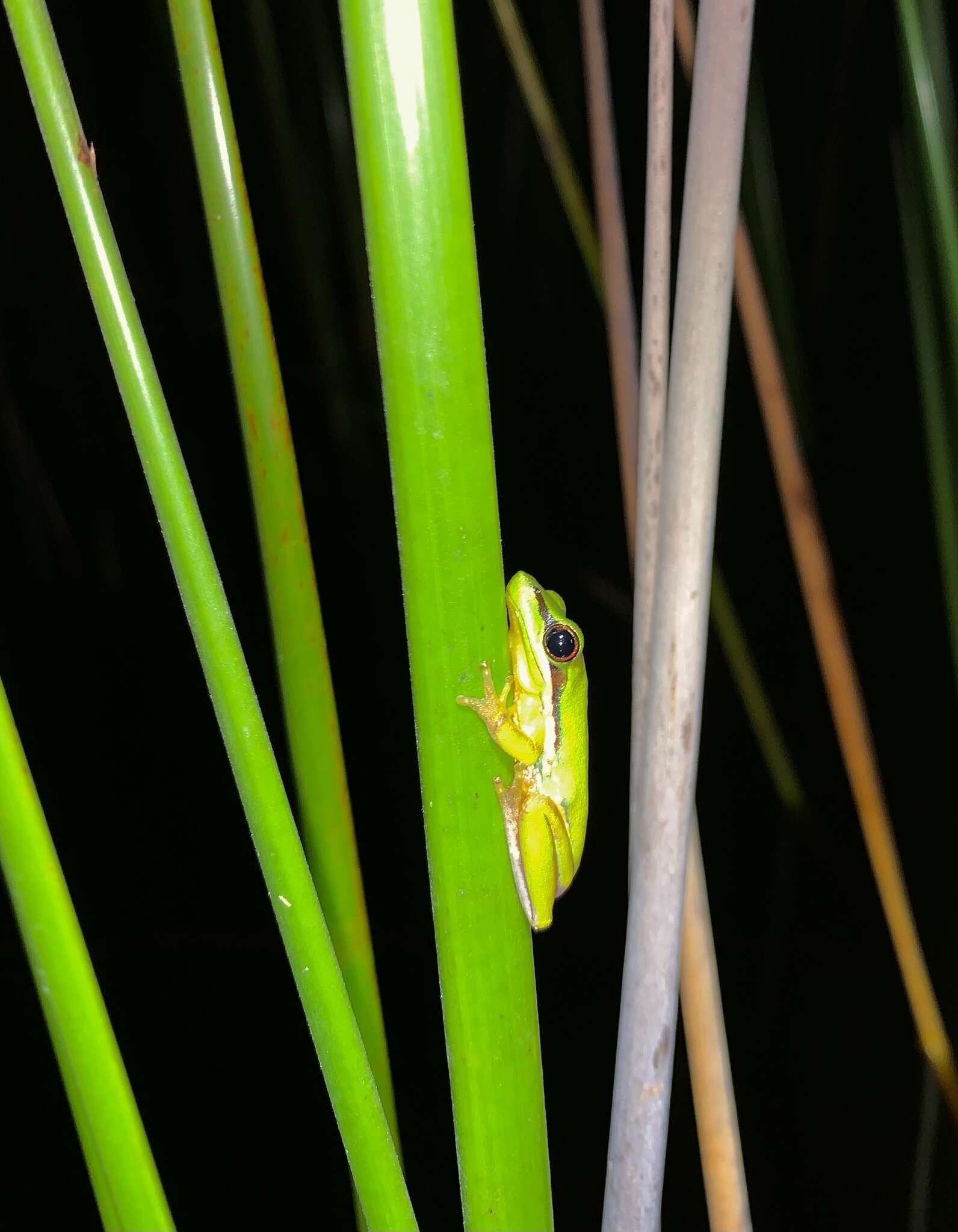 Litoria olongburensis Liem & Ingram 1977的圖片