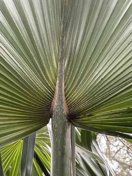 Image of Brazoria palmetto