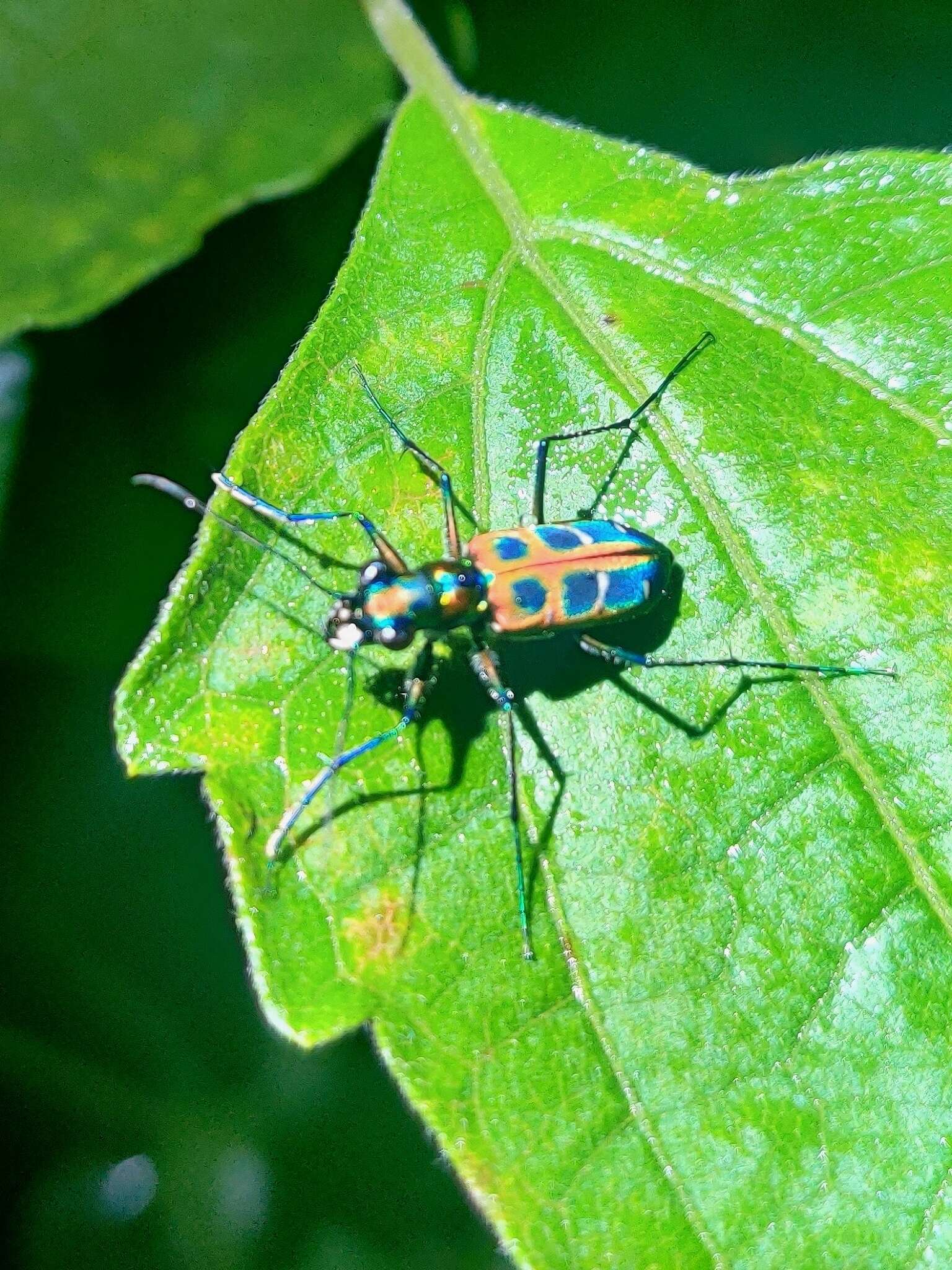 Imagem de Cicindela (Cosmodela) barmanica Gestro 1893