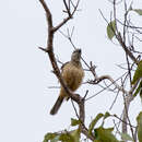 Image of Fawn-breasted Bowerbird