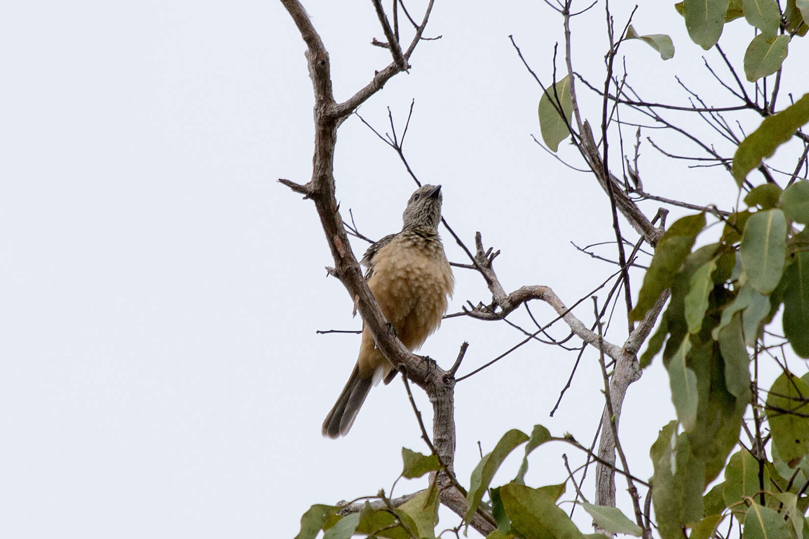 Image of Fawn-breasted Bowerbird