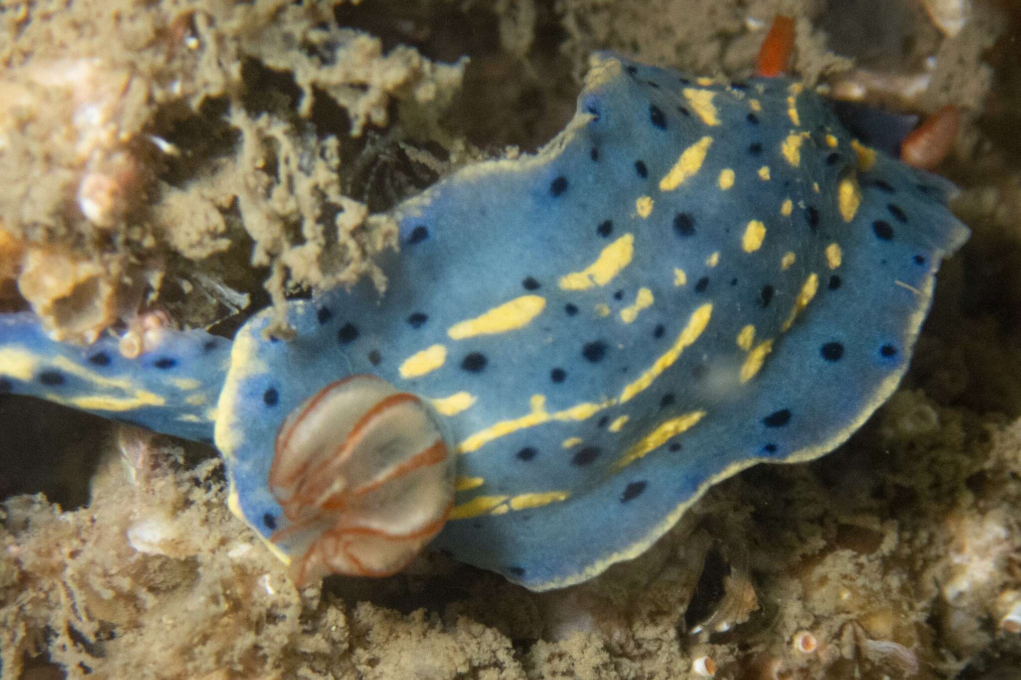 Image de Hypselodoris festiva (A. Adams 1861)