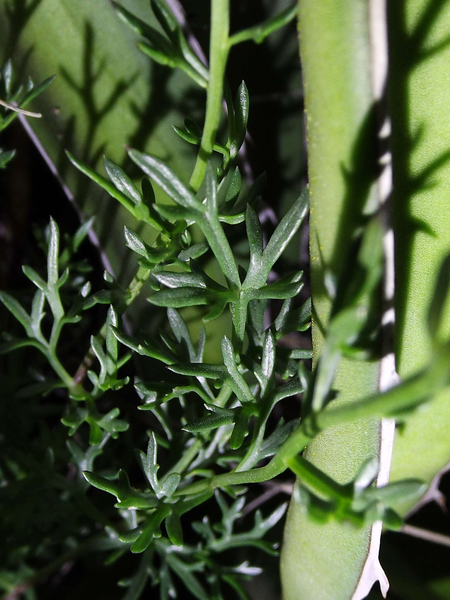 Image of Valeriana ceratophylla Kunth