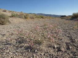 Image of Booth's evening primrose