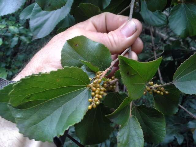 Image of Trimeria grandifolia (Hochst.) Warb.