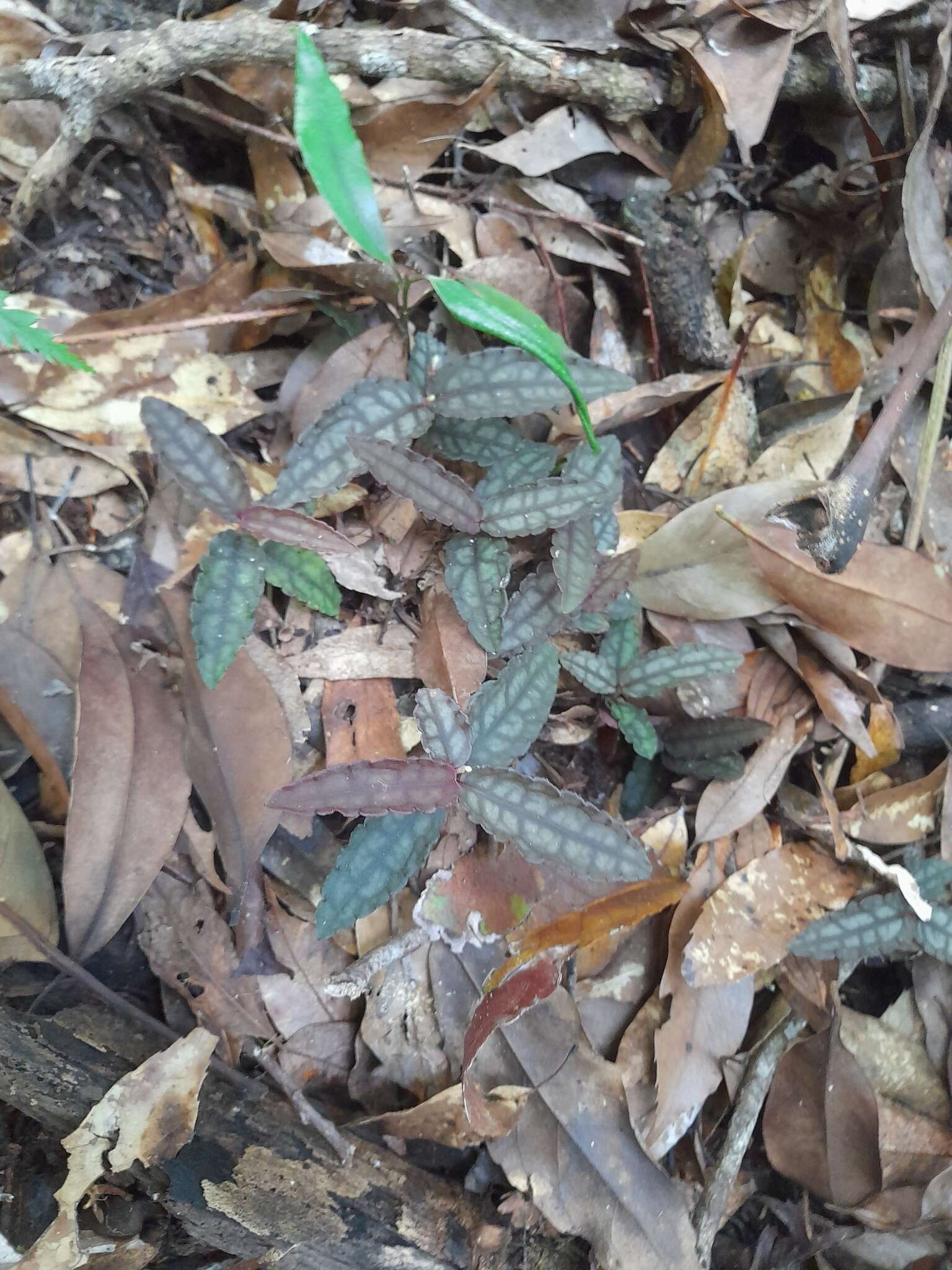 Image of Ardisia violacea (T. Suzuki) W. Z. Fang & K. Yao