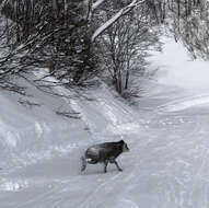 Image of Japanese Serow