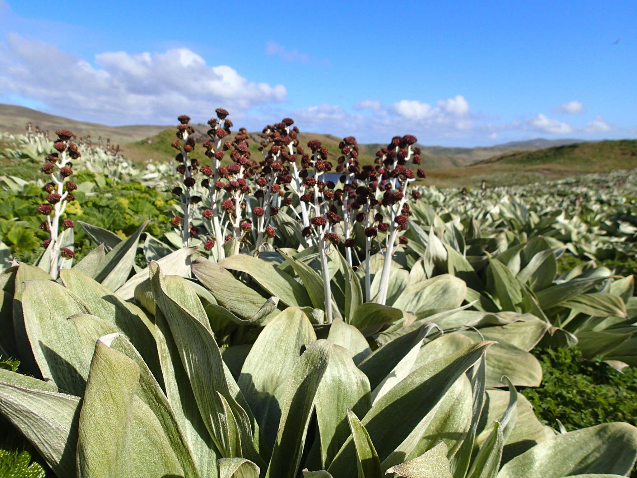 Image of Pleurophyllum hookeri J. Buch.