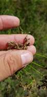 Sivun Scirpus atrocinctus Fernald kuva