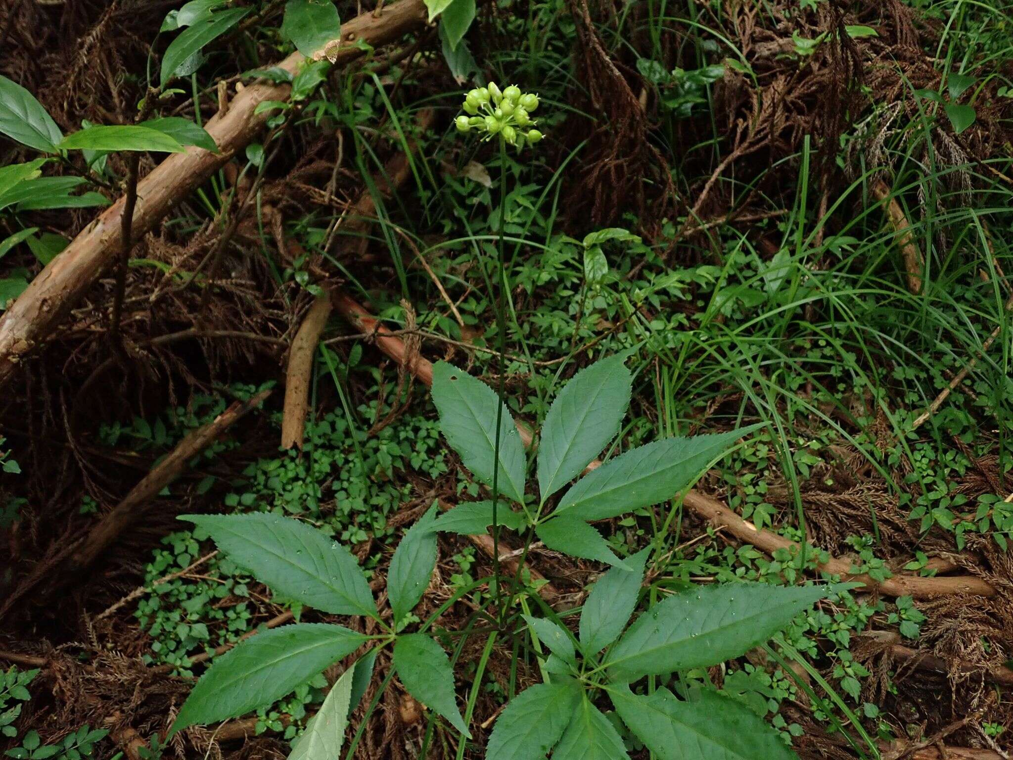 Image of Japanese ginseng