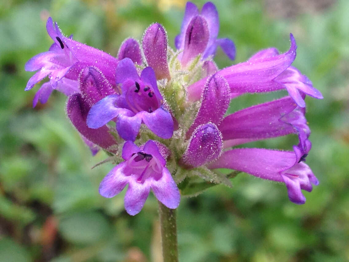 Image of Sierra beardtongue