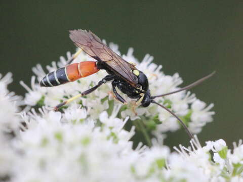 Image of Ctenichneumon