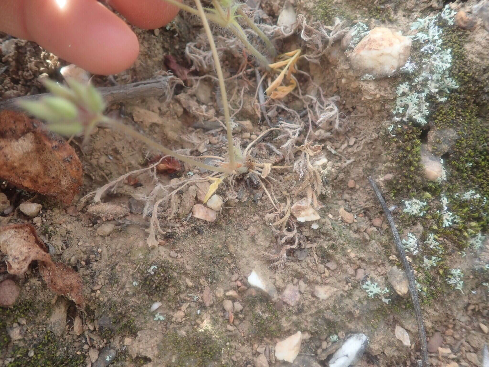 Image of Pelargonium fissifolium (Andr.) Pers.