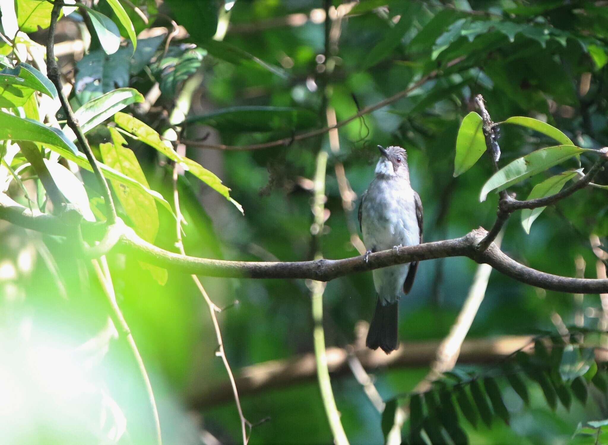 Image of Cinereous Bulbul