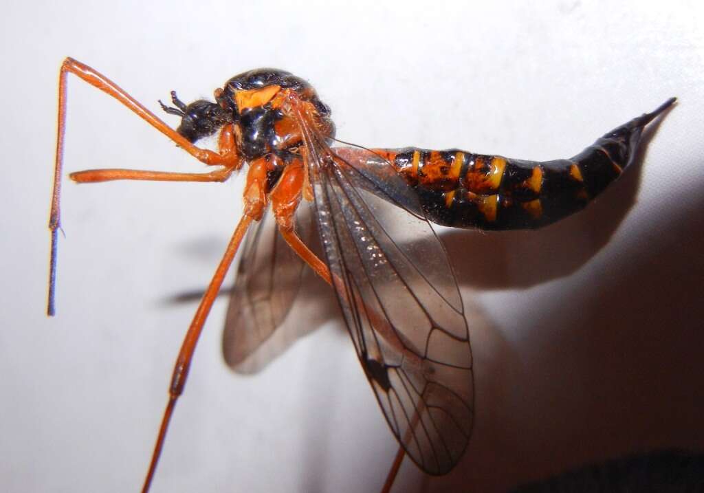 Image of Ctenophora (Ctenophora) pectinicornis (Linnaeus 1758)