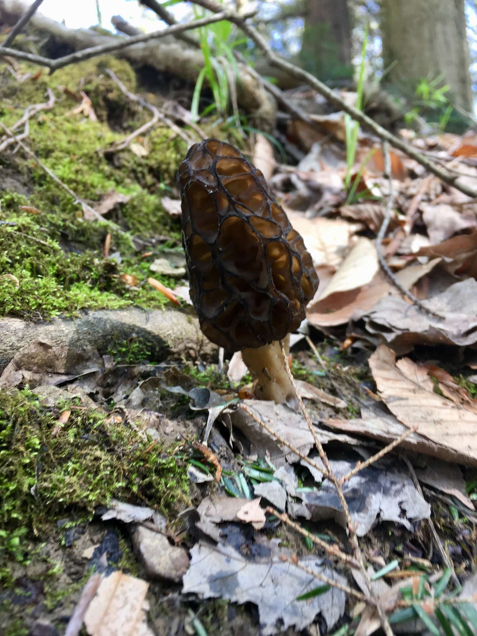 Imagem de Morchella angusticeps Peck 1887