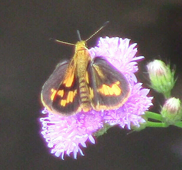 Image of Taractrocera archias Felder & Felder 1860