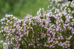 Image of Honey blaeria