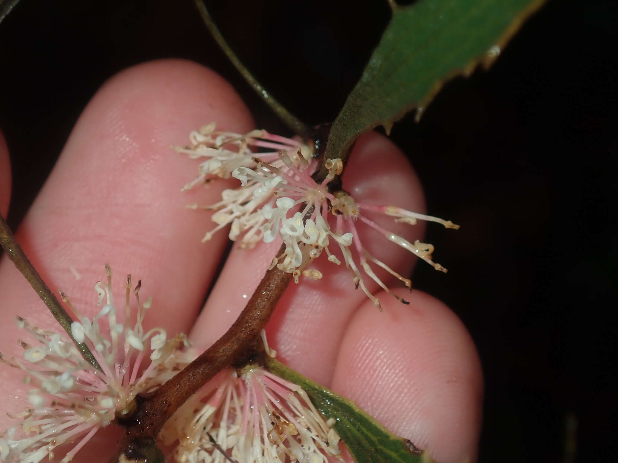 Image of Hakea anadenia Haegi