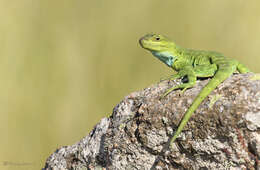 صورة Pristidactylus achalensis (Gallardo 1964)