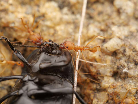 Pheidole vistana Forel 1914的圖片