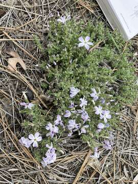 Image of whitemargin phlox