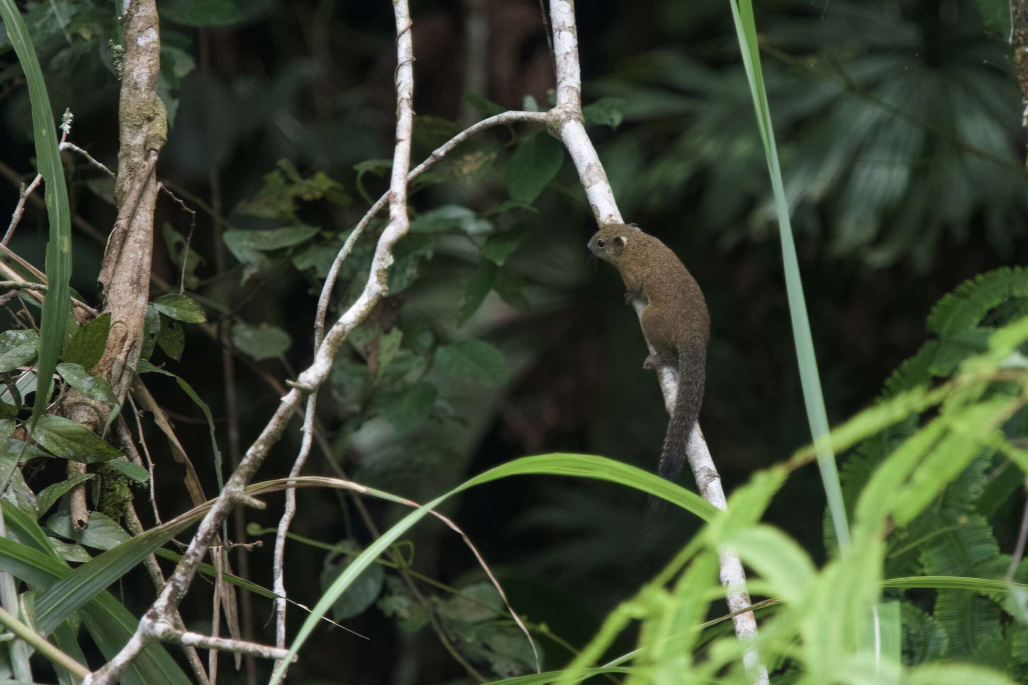 Image of Ear-spot Squirrel