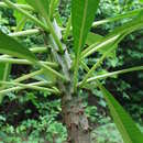Sivun Pachypodium rutenbergianum var. rutenbergianum kuva