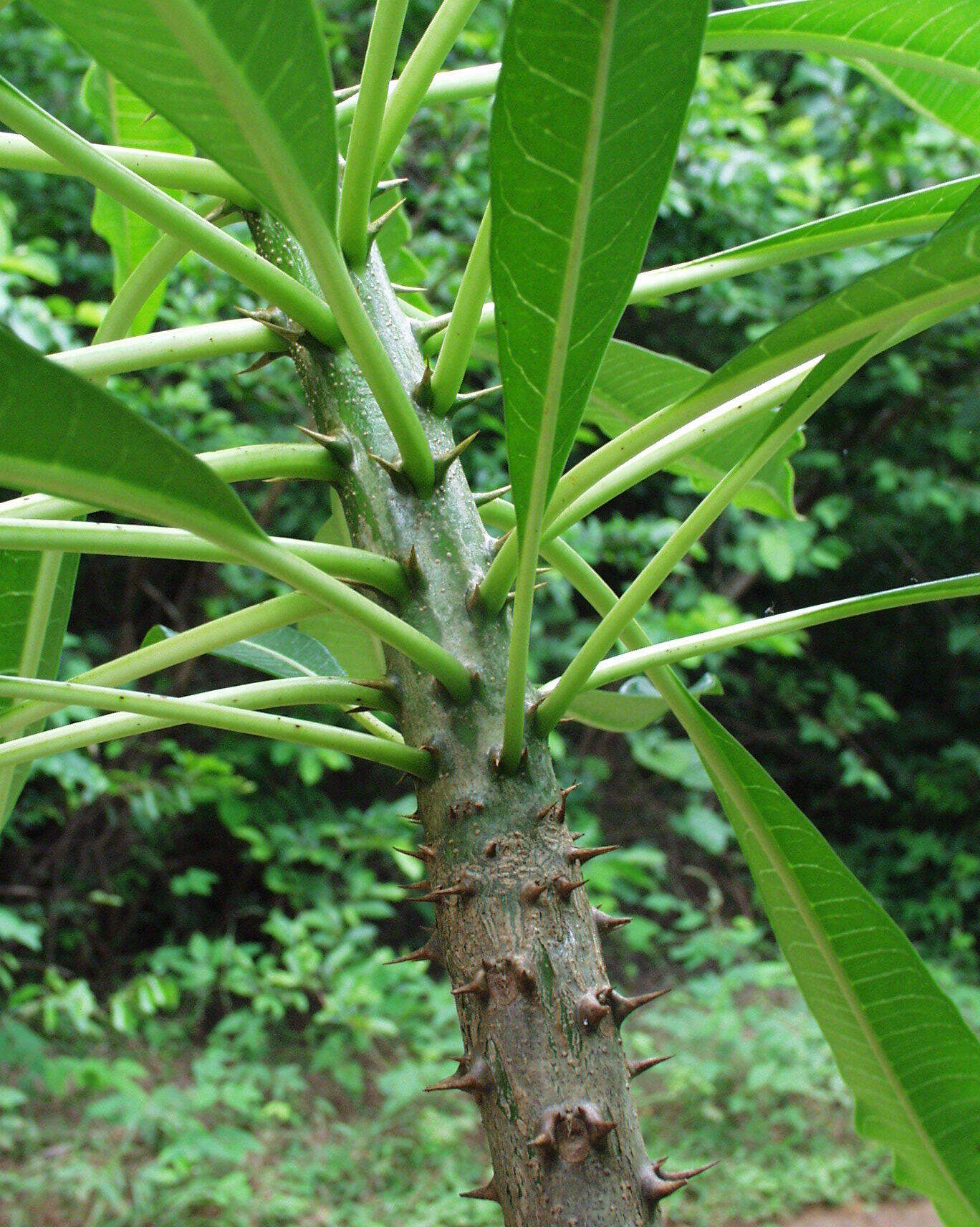 Image of Pachypodium rutenbergianum var. rutenbergianum
