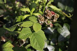 Image of Rubus horrefactus P. J. Müll. & Lefevre