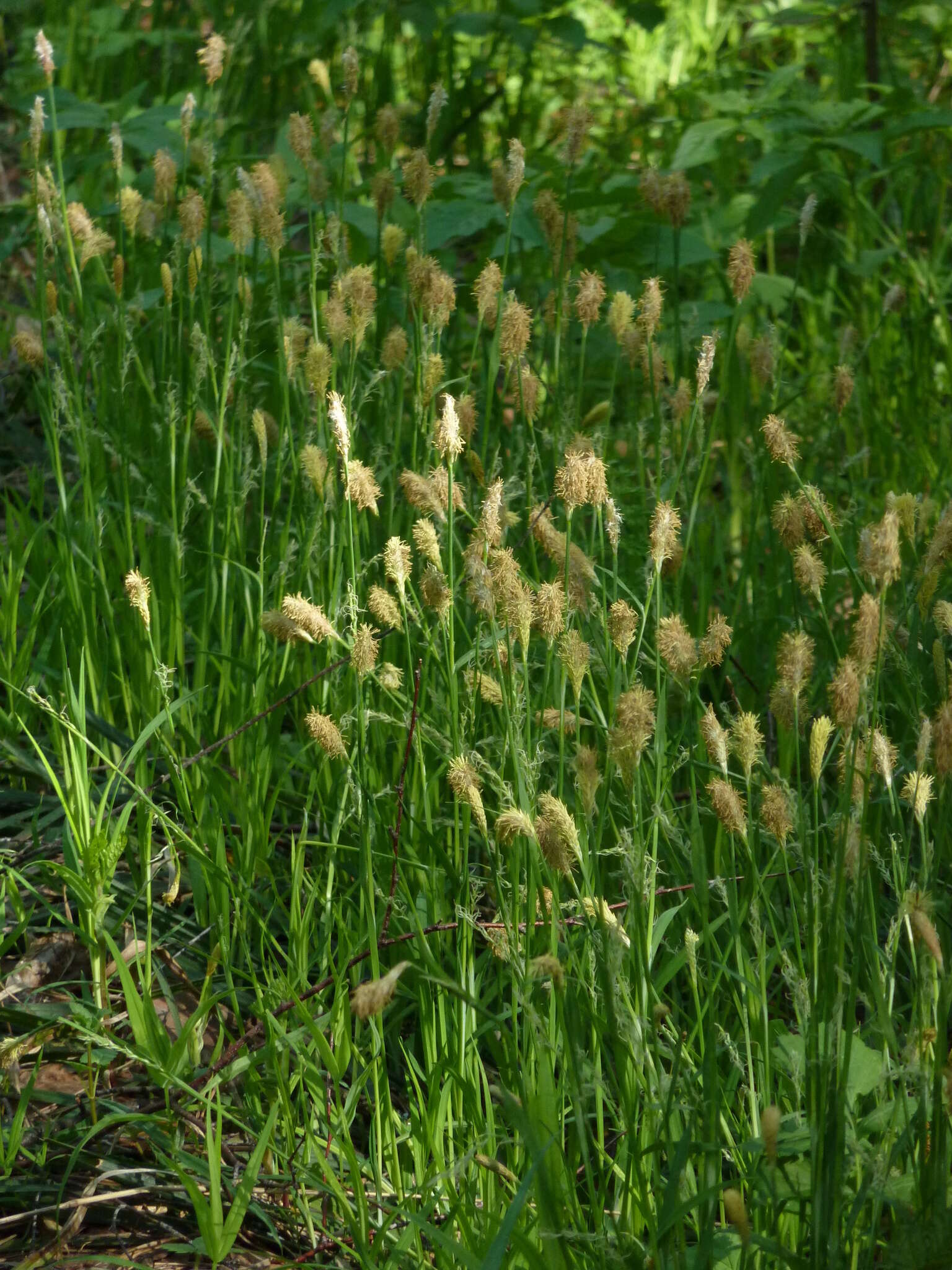 Image of Carex pilosa Scop.