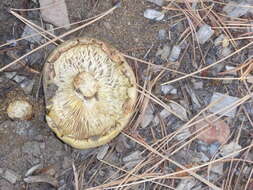 Image of Neolentinus ponderosus (O. K. Mill.) Redhead & Ginns 1985