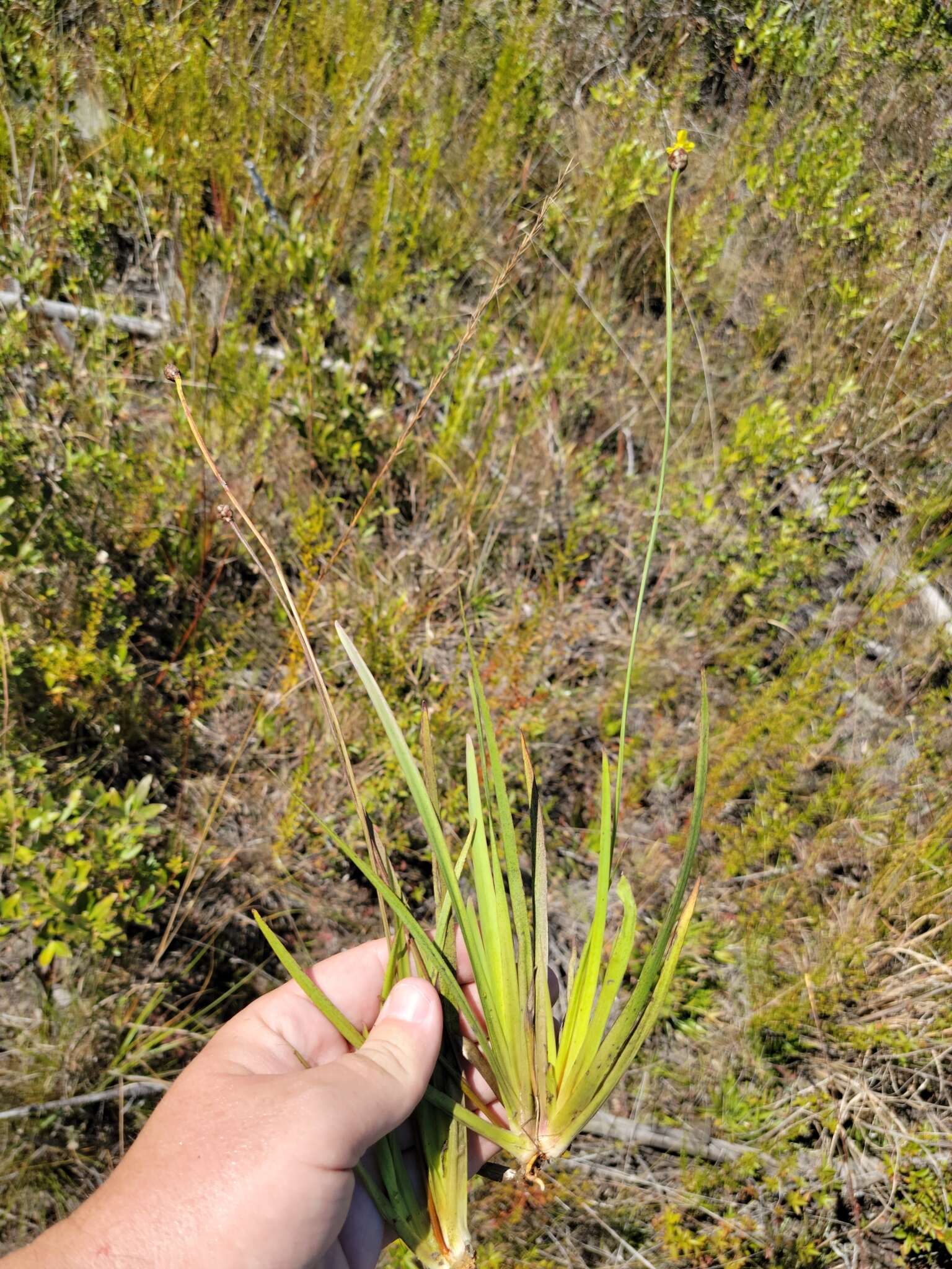 Слика од Xyris serotina Chapm.