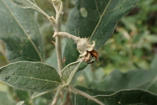 Image of Solanum lichtensteinii Willd.