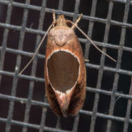 Image of Hoplomorpha abalienella Walker 1864